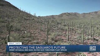 Can saguaros survive in Valley? Increasing temps, drought pose threat