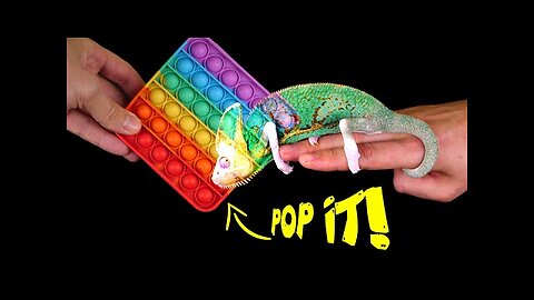 CAN A CHAMELEON CHANGE COLOR on the POP IT_ - POP IT and CHAMELEON! 【LIVE FEEDING】