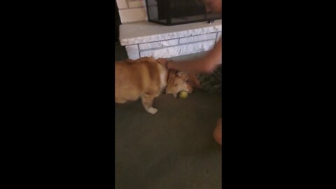 Dog hilariously goes after ball!