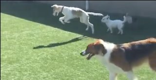 This blind dog trying to make new friends is too much