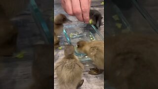 These ducks have NO manners during snack time #animals #shorts