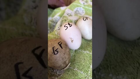 Sebright bantam eggs next to guinea fowl eggs