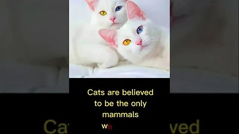 Cats Fact No (02)