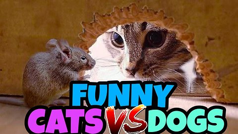 Funny Cats Vs Mouse_ Tom and Jerry Real Life