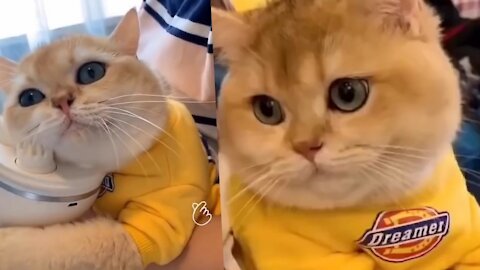 See what funny and cute cats do 😂🐱