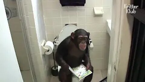 Humanized Chimpanzee Starts His Day Reading Books On The Toilet, And.. | Kritter Klub