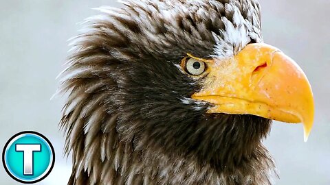 The World's Biggest Eagle
