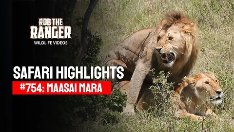 Safari Highlights #754: 11th February 2023 | Lalashe Maasai Mara | Latest Wildlife Sightings