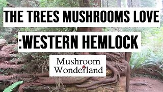 The Trees That Mushrooms Love: Western Hemlock