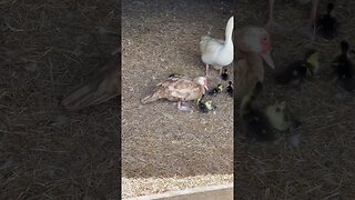 Momma Goose with momma Muscovy coparenting. #blessed #familyfarm #farmlife #homesteading #babyduck