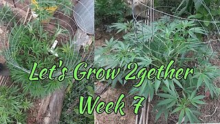 Let's Grow 2gether Week 7