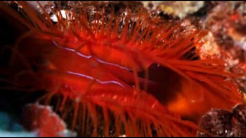 Un incroyable mollusque électrique filmé en Indonésie