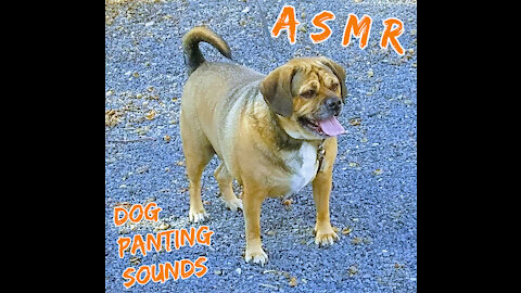 ASMR ~ Dog Panting Sounds