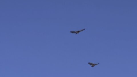 Four Majestic Red Tailed Hawks circling