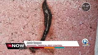 New Guinea flatworms spreading through Florida
