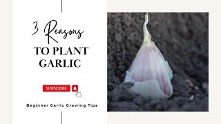 3 Reasons to Plant Garlic // Planting Garlic Beginner Tips // October 2022