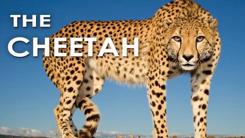 WHAT MAKES CHEETAH DIFFERENT FROM OTHER SPECIES? -HD | THE FASTEST EVER | PUMA | JAGUAR