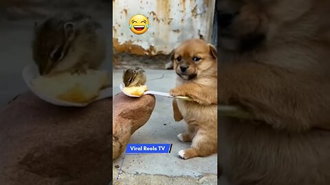 Viral Reel #85 Love or Funny 🧐❤️ | Cute Puppy #cute #puppy #shots #youtubeshots