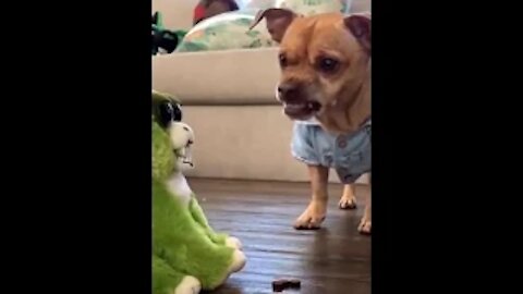 Funny Animal Videos Try Not to Laugh 2021