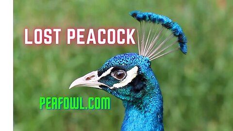 Lost Peacock, Peacock Minute, peafowl.com