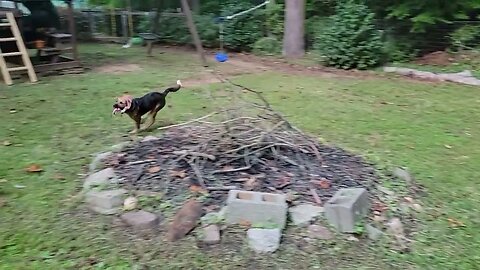 Geeman Sheppard puppy wears herself out with rope.