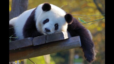 Panda resting on a tree trunk in the forest