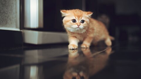 Cute Cat Compilation 2022 🐈🐱