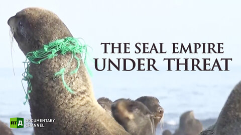 The Seal Empire under Threat | RT Documentary