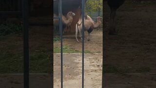 Верблюжья секция зоопарка в Иваново 🐪