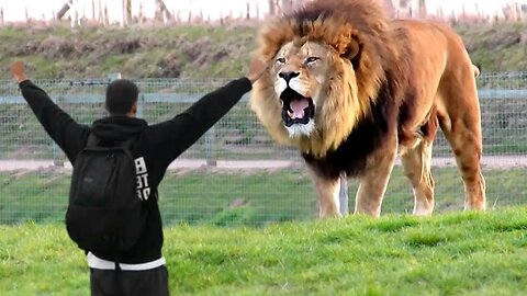 Lion Sees Master After 7 Years