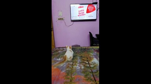 Cute cat watching TV