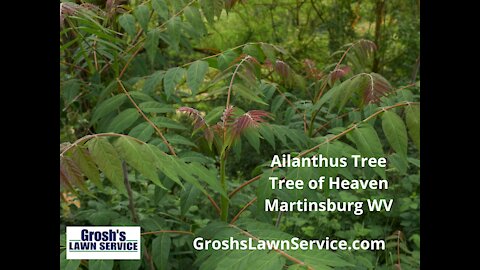 Ailanthus Tree Martinsburg WV Removal Landscaping Contractor