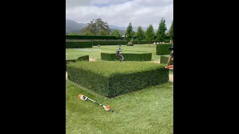 The idea of ​​cutting the lawn in a beautiful way