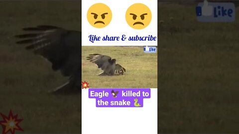 Eagle 🦅 killed to the snake 🐍#shorts #youtubeshorts #shortsfeed