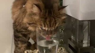 Gato adora beber água de copos!