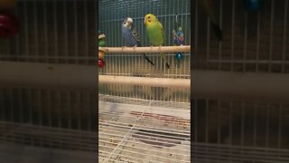 Budgies Parrots Too Cute Together 💖💕#shorts #budgies #birds #parakeets #youtubeshorts