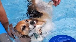 Tudo que essa cadela quer é boiar na piscina