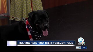 Tri-County Animal Rescue helping find homes for pets in need