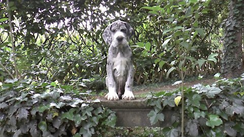 New Puppy Examines the Garden