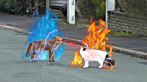 Cat VS Fox fight | street fight of animals | animal fight | video #10