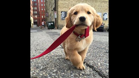 Train your new puppy to walk with a leash in less then 5 minutes!!!