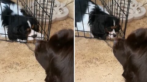 Puppy moves cage to get closer to Newfie bestie