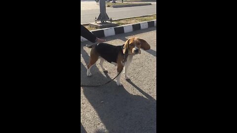 Beagle dog walking around friends