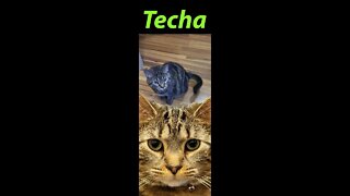 Cat Techa Sitting