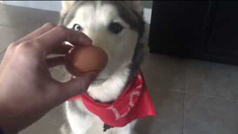 Husky tiene in bocca un uovo