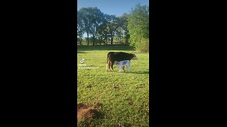 Momma cow feeding baby calf.