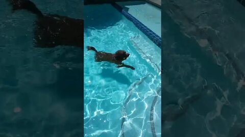 Dog Swimming