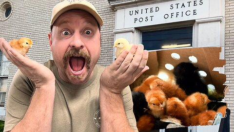 Mail Ordered Chicks | Starting MEAT Chickens