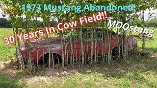 1973 Mustang (MOOstang) Abandoned in Cow Field For 30 years! | Can We Drive It Home???