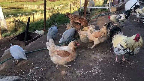 Free range guinea fowl, geese and chickens enjoying dinner